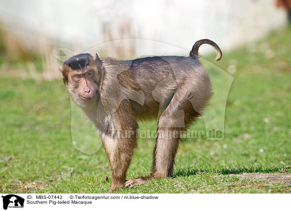 Sdlicher Schweinsaffe / Southern Pig-tailed Macaque / MBS-07442