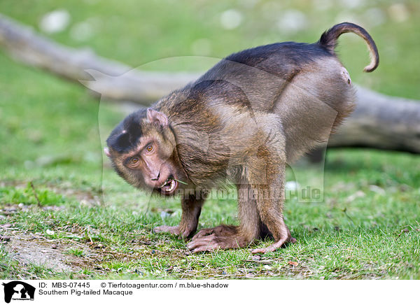 Southern Pig-tailed Macaque / MBS-07445