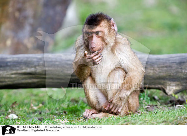 Sdlicher Schweinsaffe / Southern Pig-tailed Macaque / MBS-07446