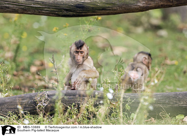 Southern Pig-tailed Macaque / MBS-10889