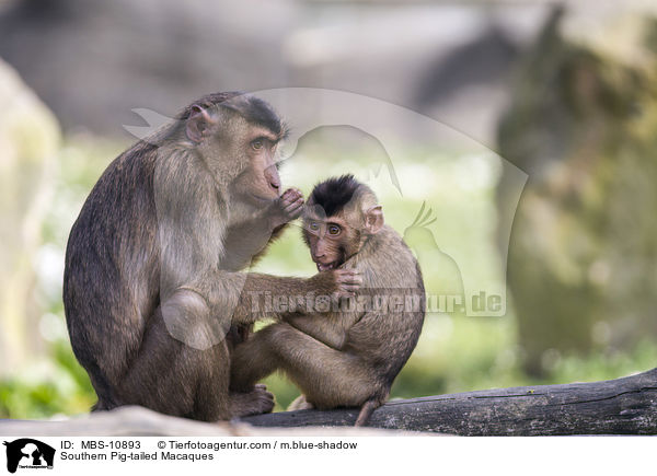 Southern Pig-tailed Macaques / MBS-10893