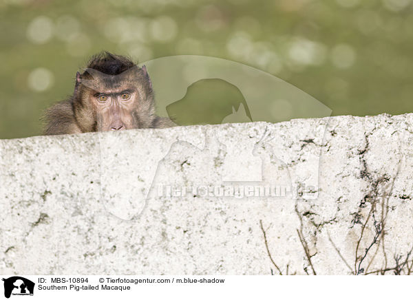 Sdlicher Schweinsaffe / Southern Pig-tailed Macaque / MBS-10894