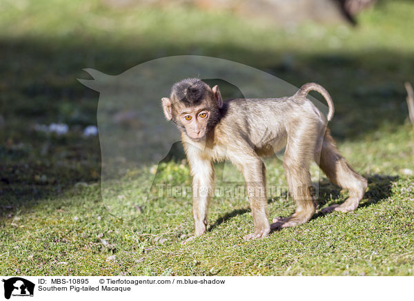 Southern Pig-tailed Macaque / MBS-10895