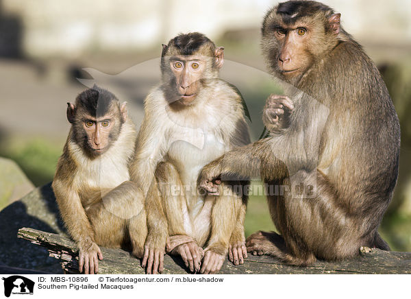 Southern Pig-tailed Macaques / MBS-10896
