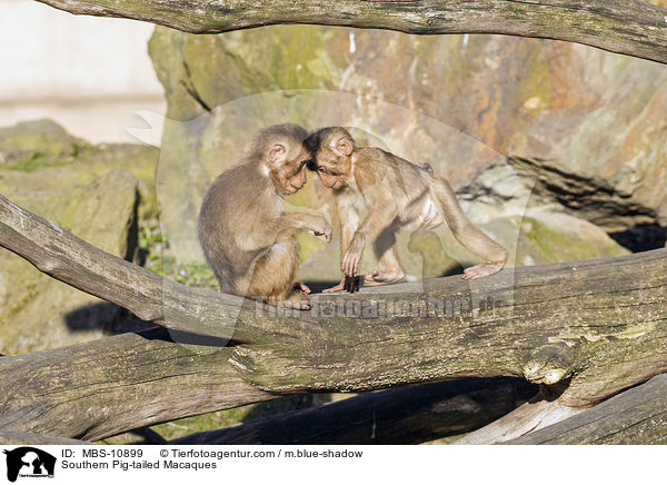 Sdliche Schweinsaffen / Southern Pig-tailed Macaques / MBS-10899