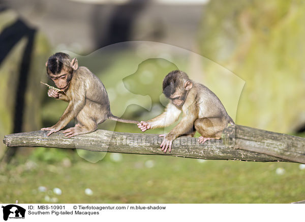Sdliche Schweinsaffen / Southern Pig-tailed Macaques / MBS-10901