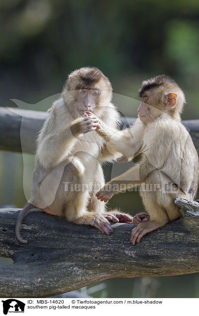 Sdliche Schweinsaffeb / southern pig-tailed macaques / MBS-14620