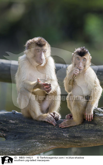 2 Sdliche Schweinsaffen / southern pig-tailed macaques / MBS-14621
