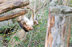 Southern Pig-tailed Macaque