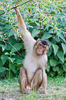 Southern Pig-tailed Macaque