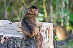 Southern Pig-tailed Macaque