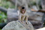 Southern Pig-tailed Macaque