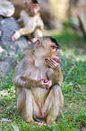 Southern Pig-tailed Macaque