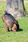 Southern Pig-tailed Macaque