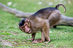 Southern Pig-tailed Macaque