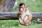 Southern Pig-tailed Macaque