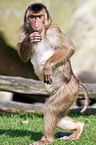 Southern Pig-tailed Macaque