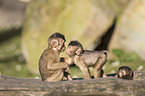 Southern Pig-tailed Macaques