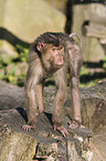 Southern Pig-tailed Macaque