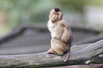 southern pig-tailed macaque