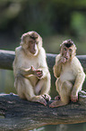 southern pig-tailed macaques