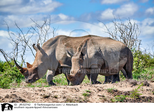 southern square-lipped rhinoceroses / JR-02742