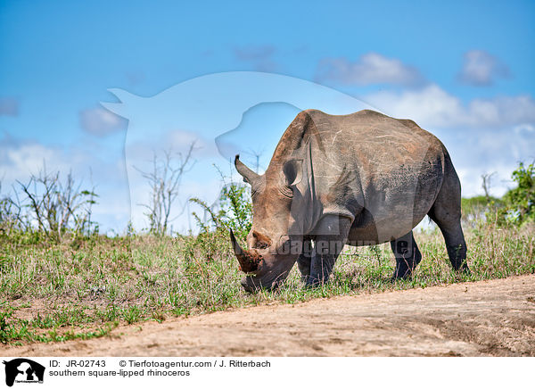 southern square-lipped rhinoceros / JR-02743