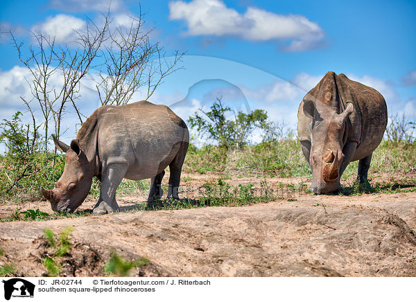 southern square-lipped rhinoceroses / JR-02744
