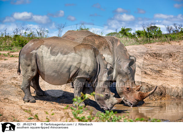 Sdliche Breitmaulnashrner / southern square-lipped rhinoceroses / JR-02745