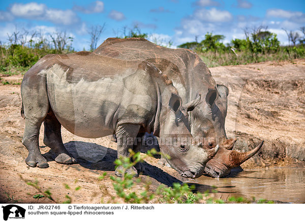 Sdliche Breitmaulnashrner / southern square-lipped rhinoceroses / JR-02746