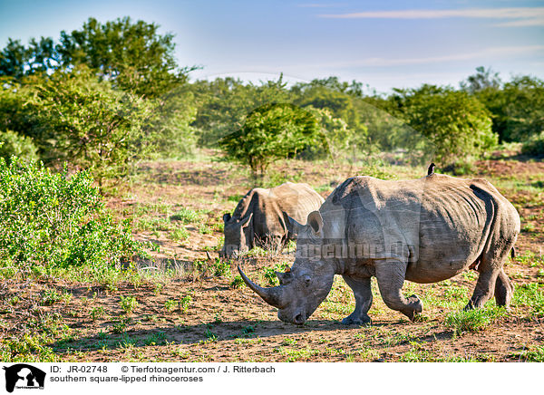 southern square-lipped rhinoceroses / JR-02748