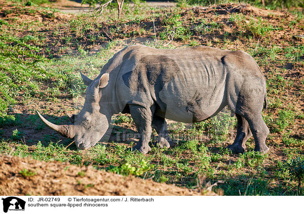 Sdliches Breitmaulnashorn / southern square-lipped rhinoceros / JR-02749