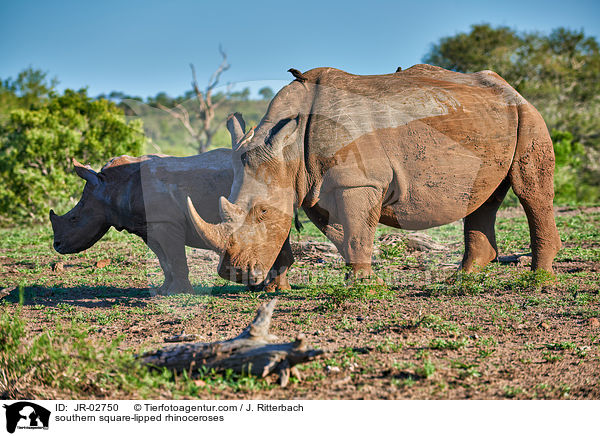 southern square-lipped rhinoceroses / JR-02750