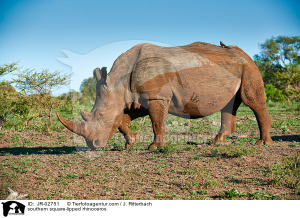 Sdliches Breitmaulnashorn / southern square-lipped rhinoceros / JR-02751