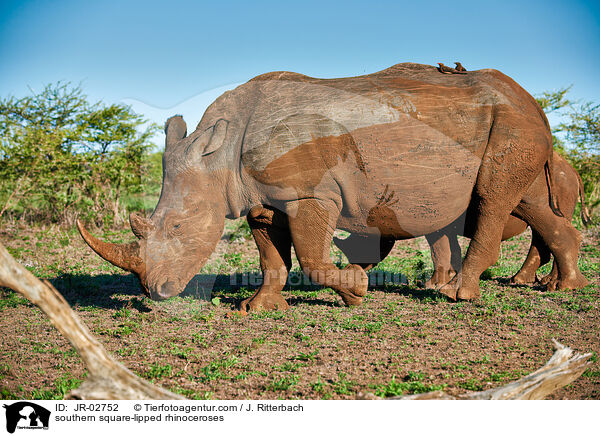 Sdliche Breitmaulnashrner / southern square-lipped rhinoceroses / JR-02752