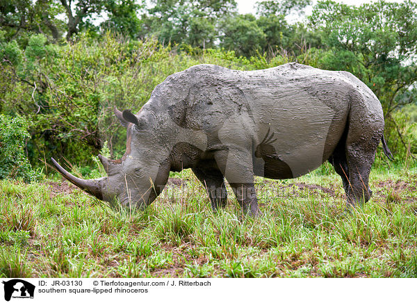 Sdliches Breitmaulnashorn / southern square-lipped rhinoceros / JR-03130