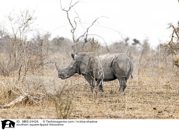 southern square-lipped rhinoceros / MBS-24426