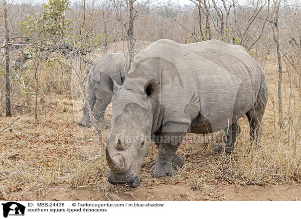 southern square-lipped rhinoceros / MBS-24438