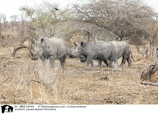 Sdliches Breitmaulnashorn / southern square-lipped rhinoceros / MBS-24449