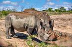 southern square-lipped rhinoceroses