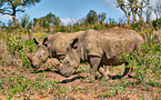 southern square-lipped rhinoceroses