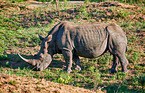 southern square-lipped rhinoceros