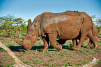 southern square-lipped rhinoceroses