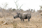 southern square-lipped rhinoceros