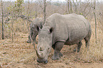 southern square-lipped rhinoceros