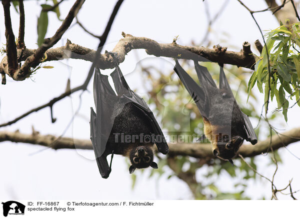 spectacled flying fox / FF-16867