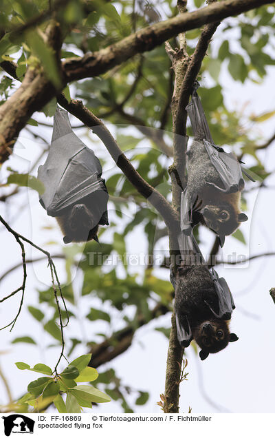 spectacled flying fox / FF-16869