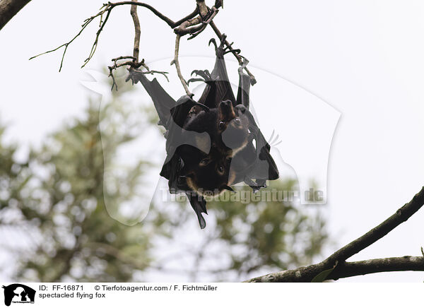 spectacled flying fox / FF-16871