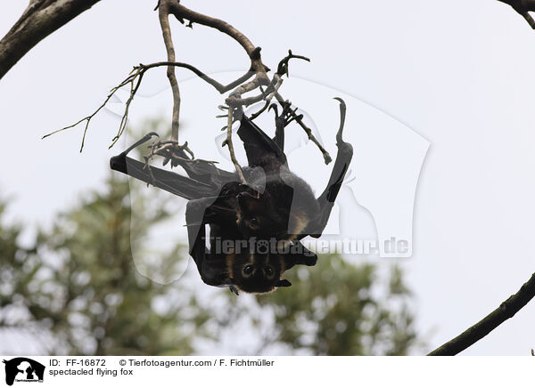 spectacled flying fox / FF-16872