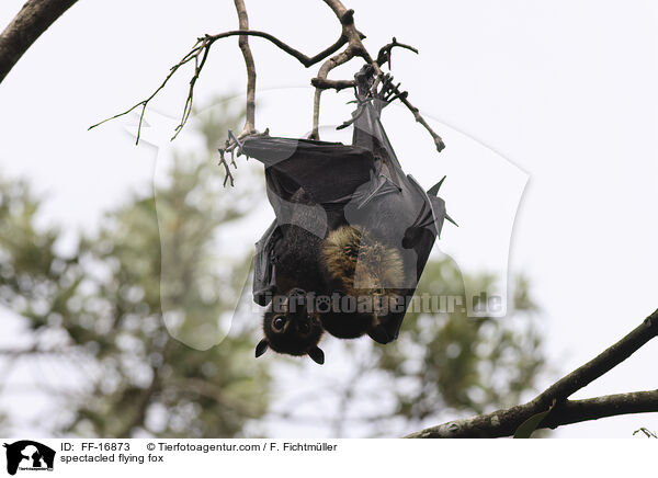 spectacled flying fox / FF-16873